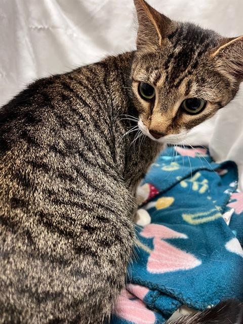 YUKI - Domestic Short Hair available for adoption