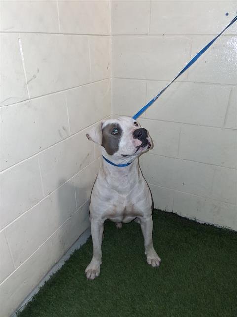 A1256990 - Bulldog available for adoption