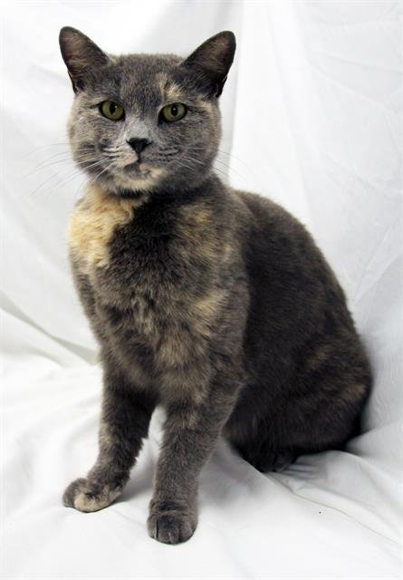 ELKA - Domestic Short Hair available for adoption