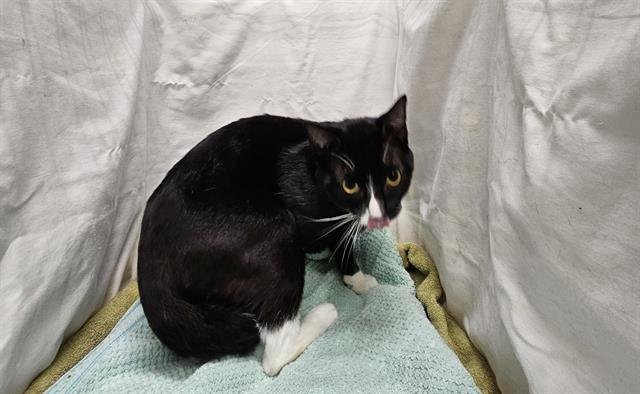 EDGAR - Domestic Short Hair available for adoption