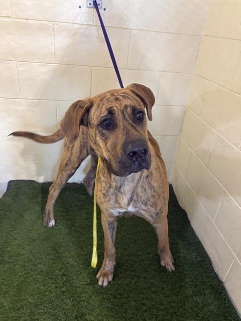 SCOOBY DOO - Great Dane available for adoption