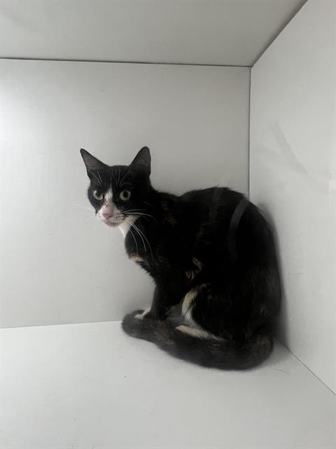 MOANA - Domestic Short Hair available for adoption