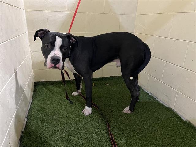 TUXEDO - Great Dane available for adoption