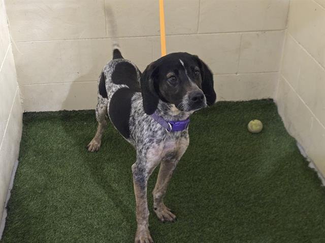 WINSTON - German Shorthaired Pointer available for adoption