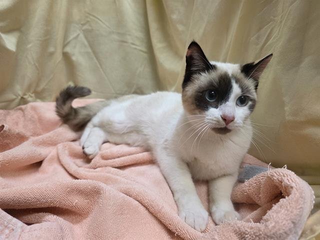 BEAUTY - Domestic Short Hair available for adoption