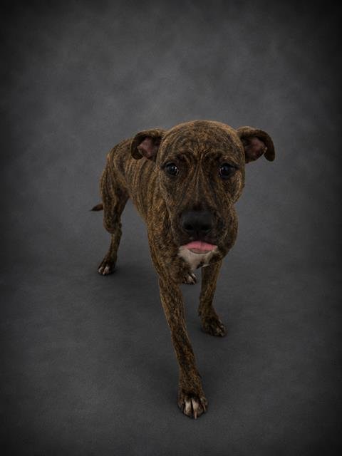 CLEO - Bulldog available for adoption
