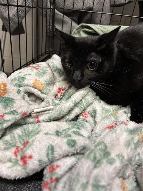 A1258958 - Domestic Short Hair available for adoption