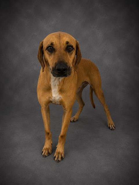 REBA - Black Mouth Cur available for adoption