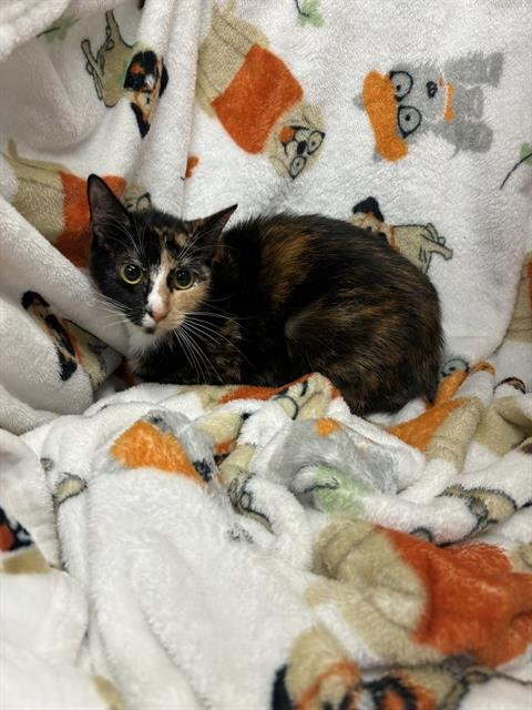 CANDACE - Domestic Short Hair available for adoption