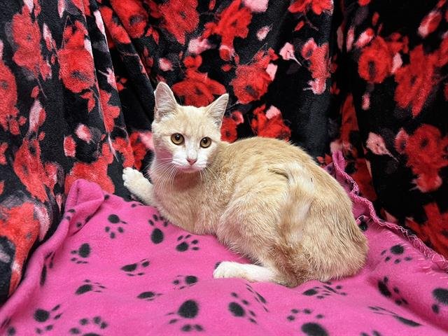 TIPPY - Domestic Short Hair available for adoption