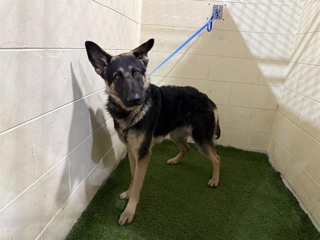 A1259162 - German Shepherd Dog available for adoption