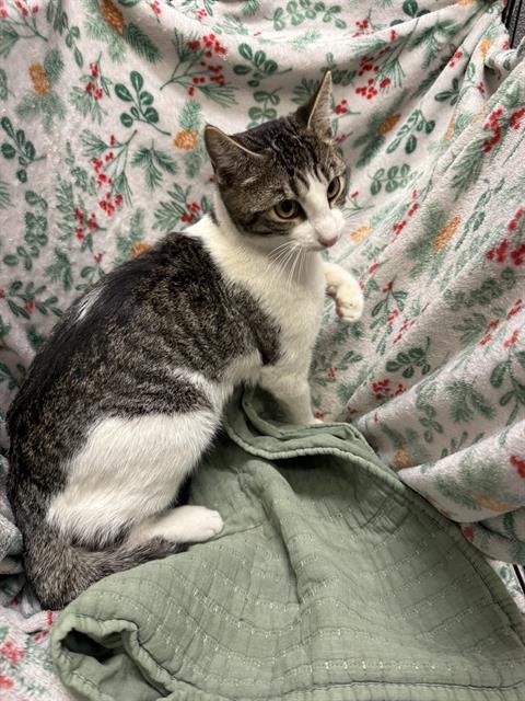 A1258992 - Domestic Short Hair available for adoption