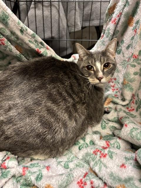 A1258947 - Domestic Short Hair available for adoption