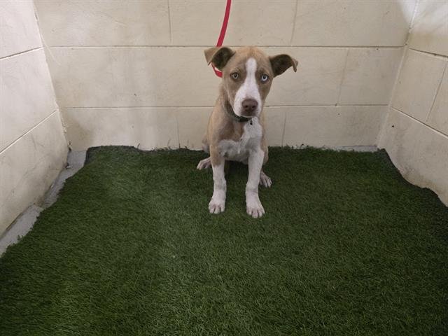 A1256810 - Bulldog available for adoption