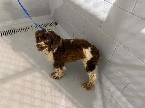 TINA - Cocker Spaniel available for adoption