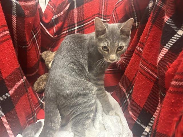 BOBBY - Domestic Short Hair available for adoption