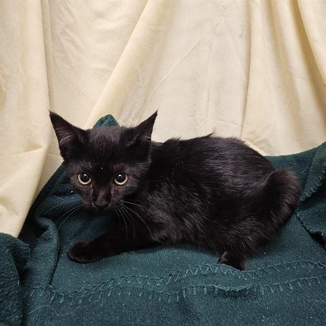 A1257932 - Domestic Short Hair available for adoption