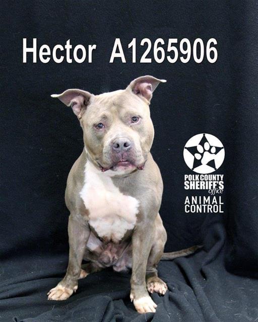 HECTOR Image