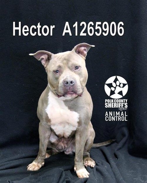 HECTOR - Bulldog available for adoption