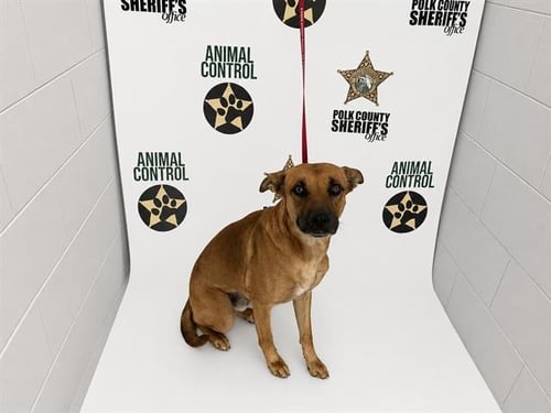 XANDER - Black Mouth Cur for adoption in Lakeland