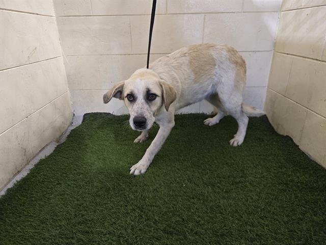 A1256885 - Anatolian Shepherd / Great Pyrenees available for adoption