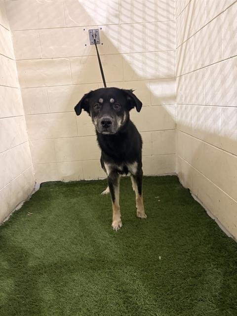 CANDY - German Shepherd Dog available for adoption