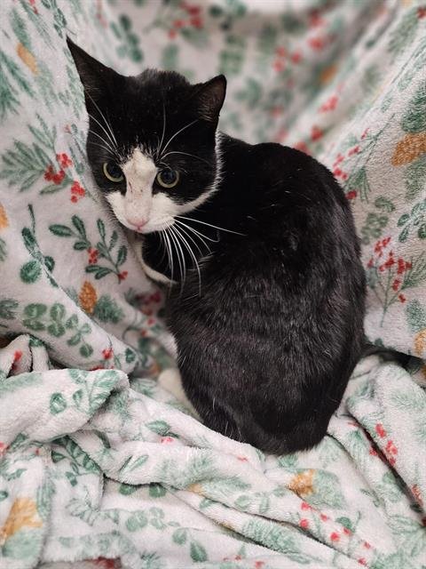 DUFF - Domestic Short Hair available for adoption