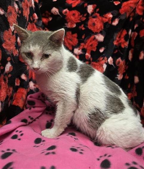 CHEESE - Domestic Short Hair available for adoption