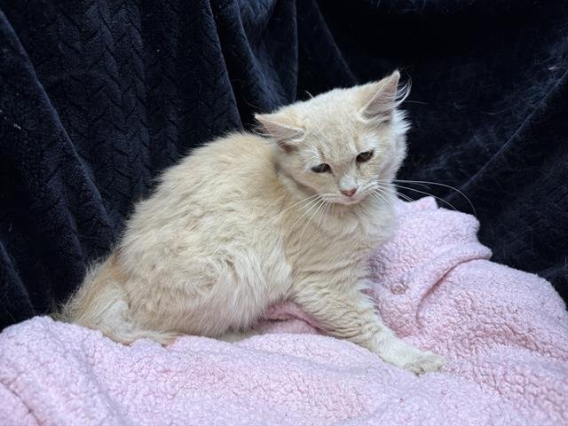 KARA - Domestic Medium Hair available for adoption