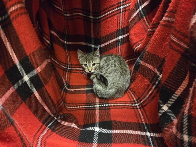 PIPPIN - Domestic Short Hair available for adoption