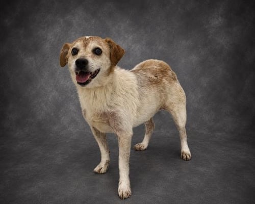 LUCY - Parson Russell Terrier available for adoption