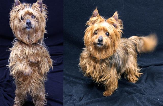 GIDGET - Yorkshire Terrier Yorkie available for adoption