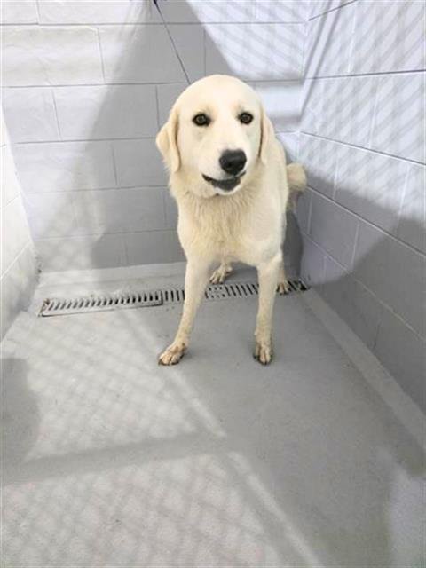 SHASTA - Great Pyrenees available for adoption