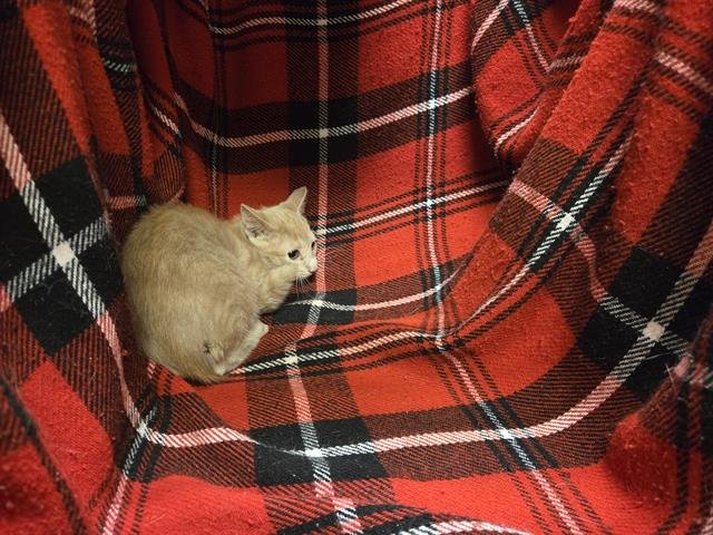 LIMELIGHT - Domestic Short Hair available for adoption