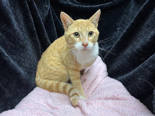 FIREBALL - Domestic Short Hair available for adoption