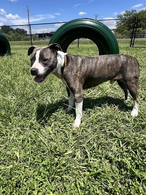 CHANCE - Bulldog available for adoption