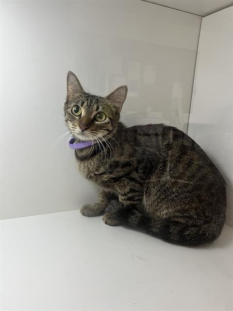 A1278155 - Domestic Short Hair available for adoption