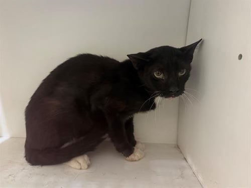 JUNIOR - Domestic Short Hair available for adoption