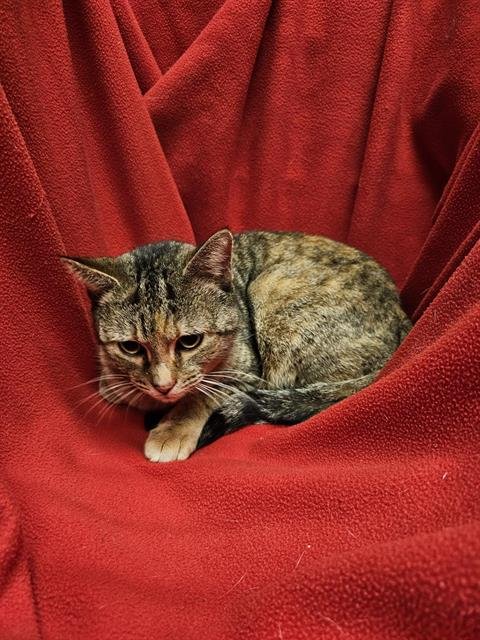 CINDY LOU - Domestic Short Hair available for adoption