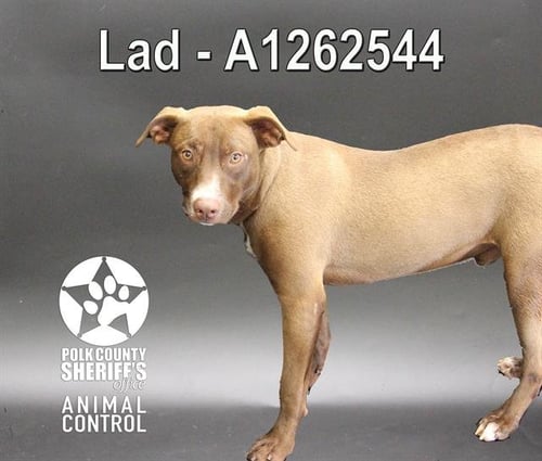 A1262544 - Labrador Retriever for adoption in Lakeland