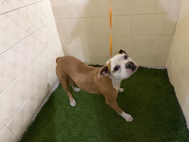 CLEO - Bulldog available for adoption