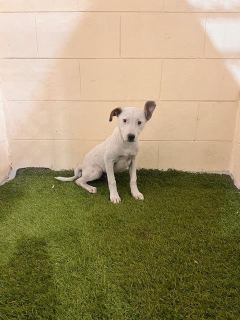 BARNEY - Bulldog available for adoption