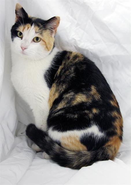 A1258064 - Domestic Short Hair available for adoption