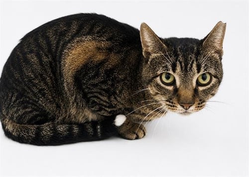 COSMO - Domestic Short Hair available for adoption