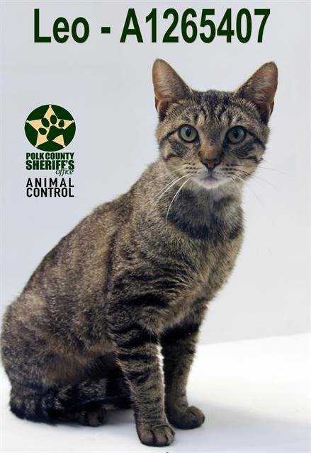 LEO - Domestic Short Hair for adoption in Lakeland