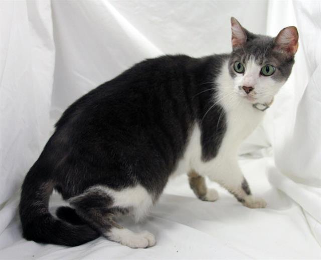 SOUR CREAM - Domestic Short Hair available for adoption