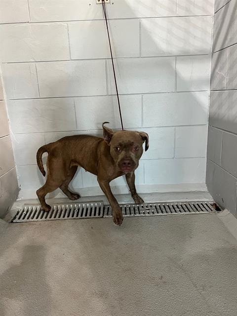 DAISY MAE - Bulldog for adoption in Lakeland