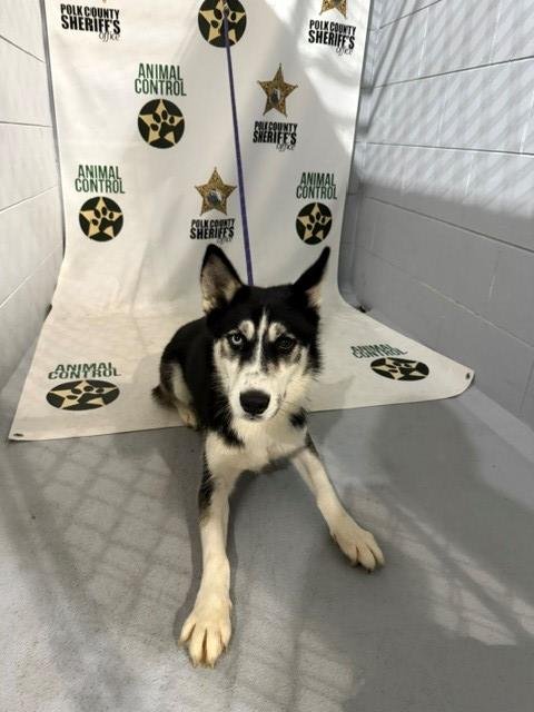 A1278163 - Siberian Husky available for adoption