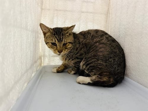 OLLIE - Domestic Short Hair available for adoption