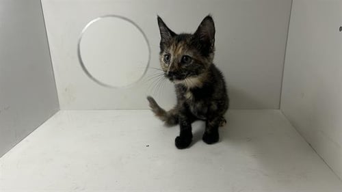 MUFFIN - Domestic Short Hair available for adoption